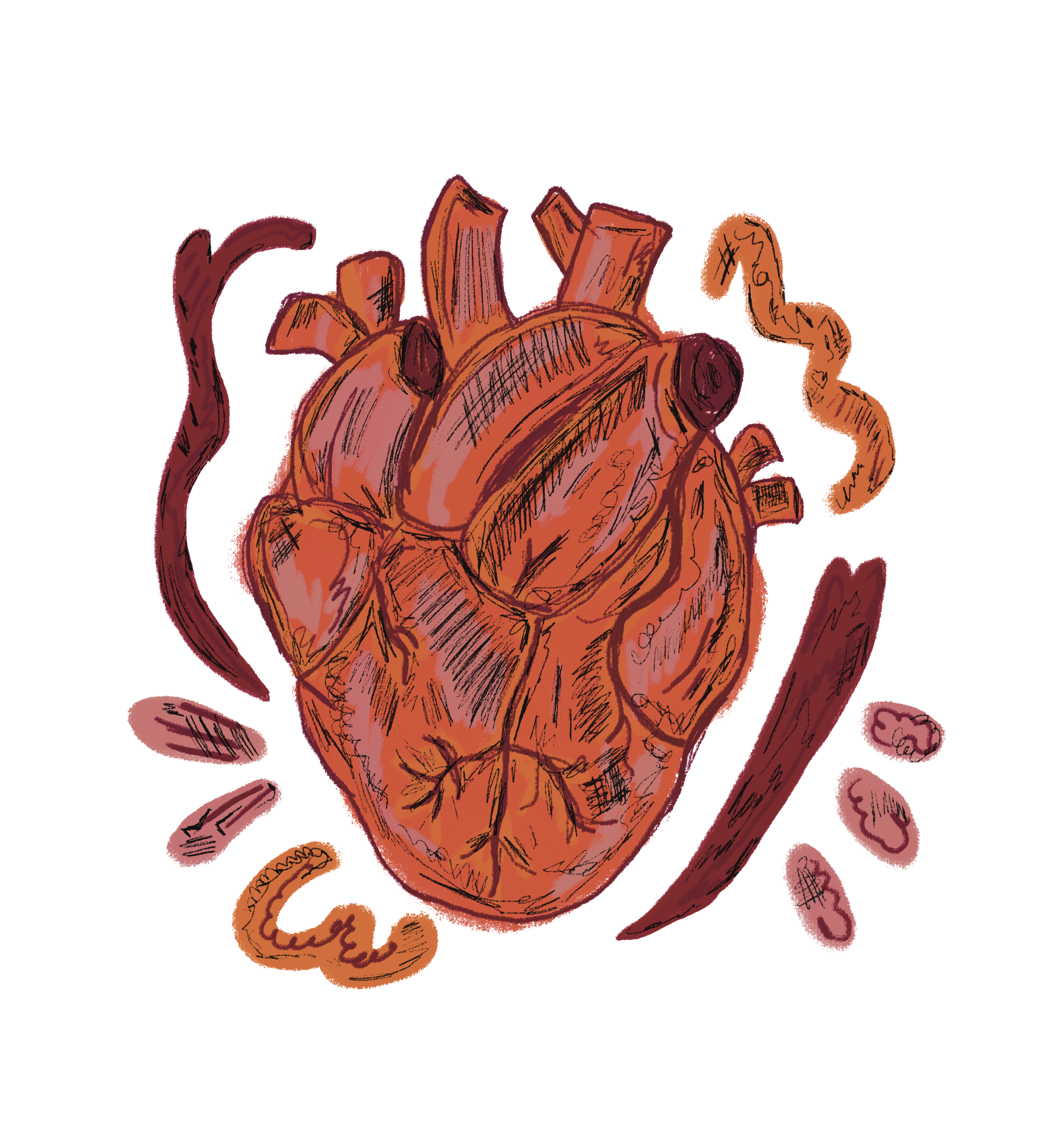 Anatomical Heart